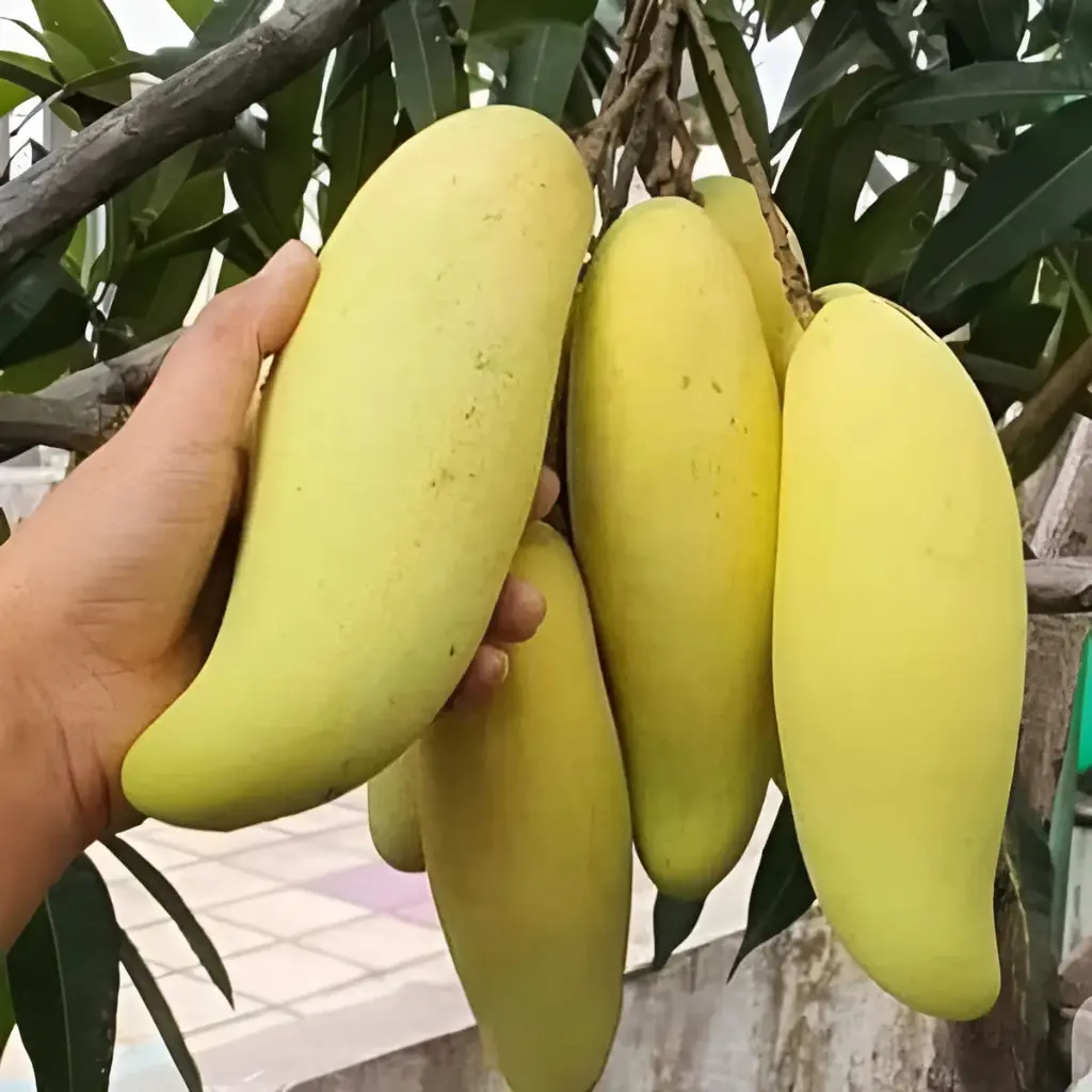 banana mango ব্যানানা আম