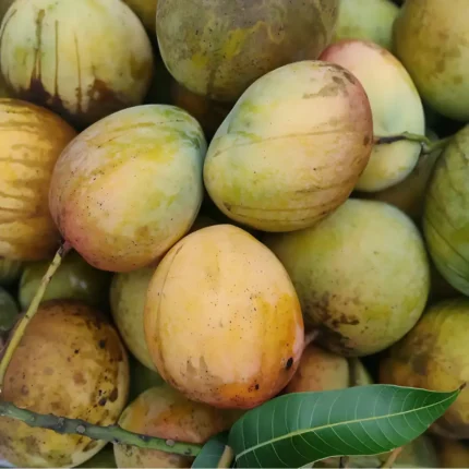 বারি ৪ আম