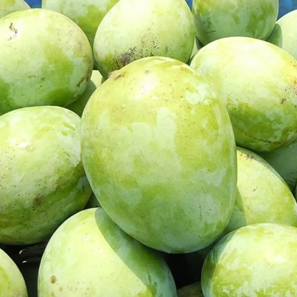 langra ল্যাংড়া আম